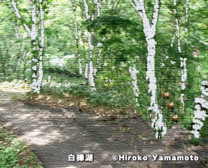 白樺湖の乗馬コース