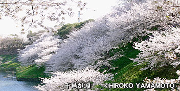 千鳥ヶ淵の桜