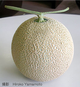 マスクメロンは果物の王さま