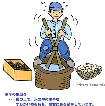 すじかい棒で里芋の皮むきをしている