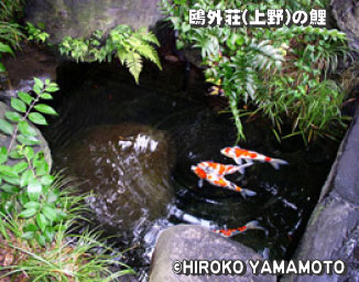 鴎外荘は、文豪 森鴎外の旧居であり、庭園の池の鯉を撮影した