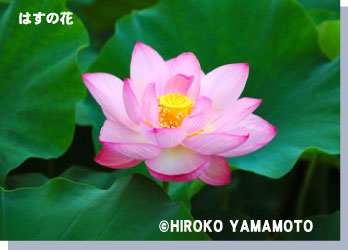 はすの花