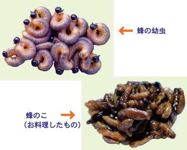 蜂の幼虫と蜂のこ