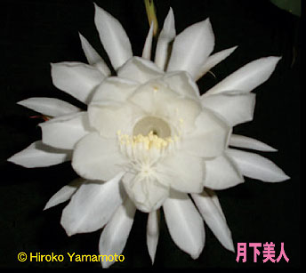 月下美人