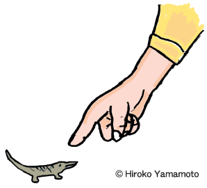 貰ったばかりのワニ